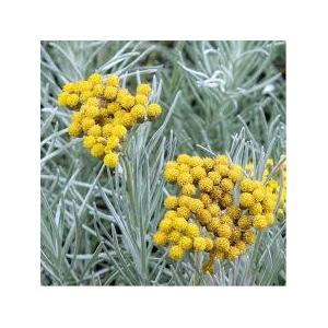 Hydrolat hélichryse italienne bio (helichrysu