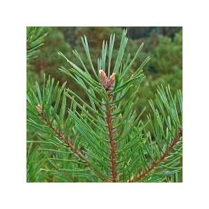 Hydrolat pin sylvestre bio (pinus sylvestris)