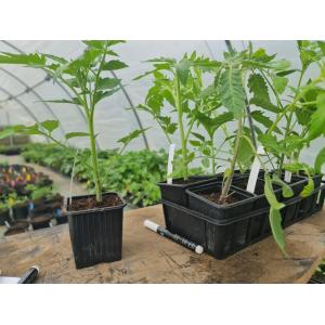 Kit - 4 tomates rouges charnues