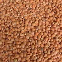Lentille corail