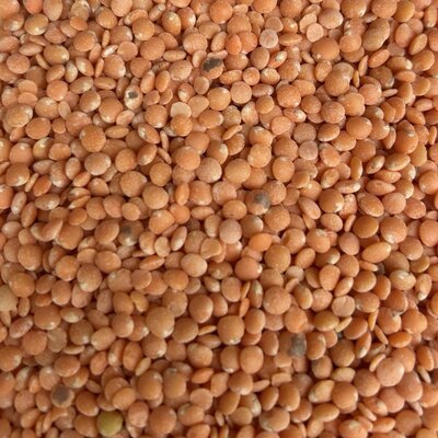 Lentille corail