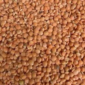 Lentille corail