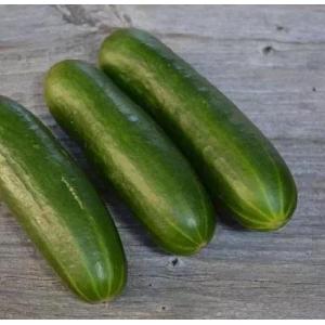 Plant concombre - palestinien