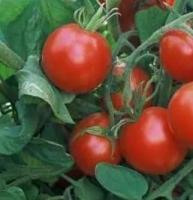 Plant tomate - précoce glacier