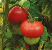 Plant tomate - brandywine (mi-précoce)