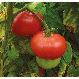 Plant tomate - brandywine (mi-précoce)