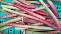 Rhubarbe
