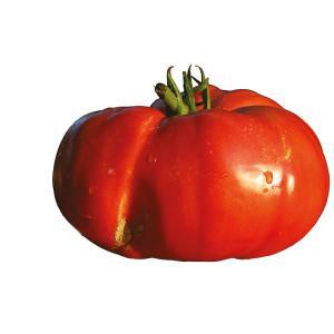 Tomate beefsteak