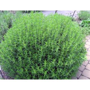 Plant sarriette vivace