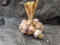 Ail violet