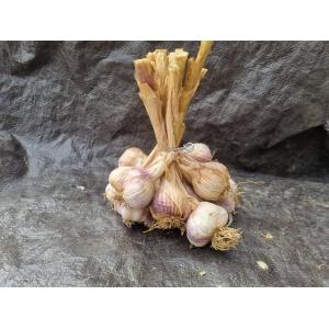 Ail violet
