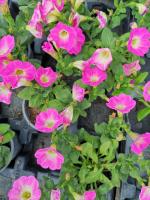 Surfinia rose fluo