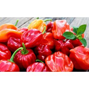 Piment habanero