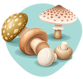 Catégorie Champignons