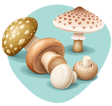 Catégorie de produits Champignons