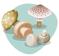 Champignons