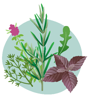 Plantes aromatiques, médicinales