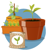 Plants, graines
